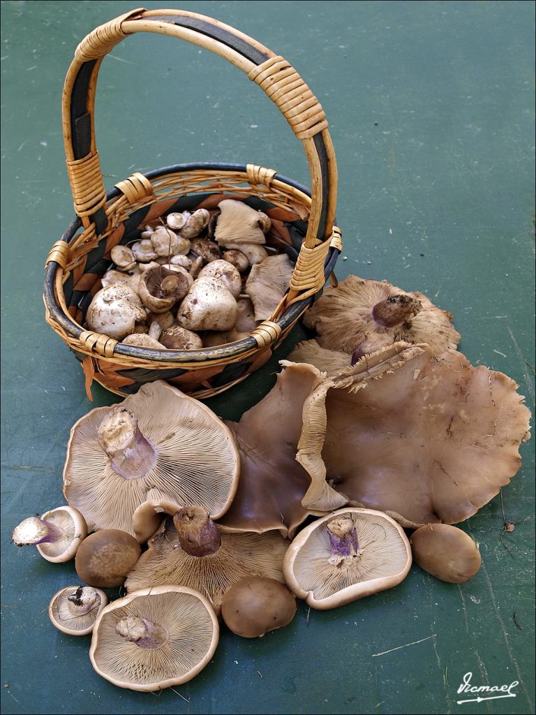 Foto de Alconchel de Ariza (Zaragoza), España