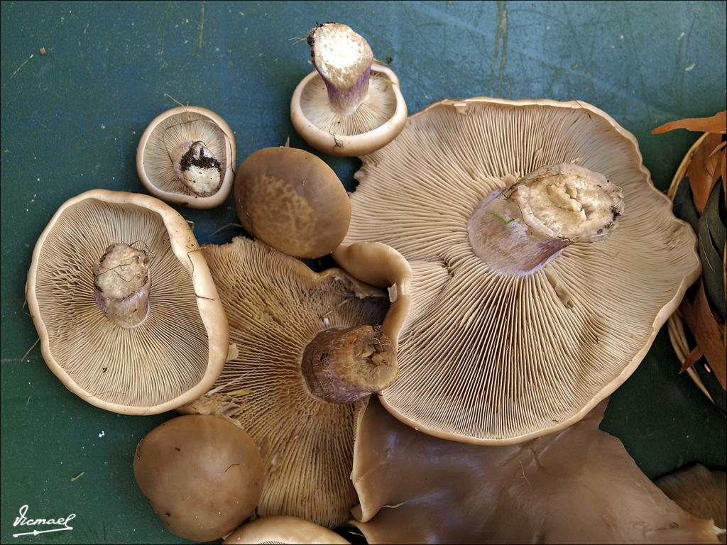 Foto de Alconchel de Ariza (Zaragoza), España