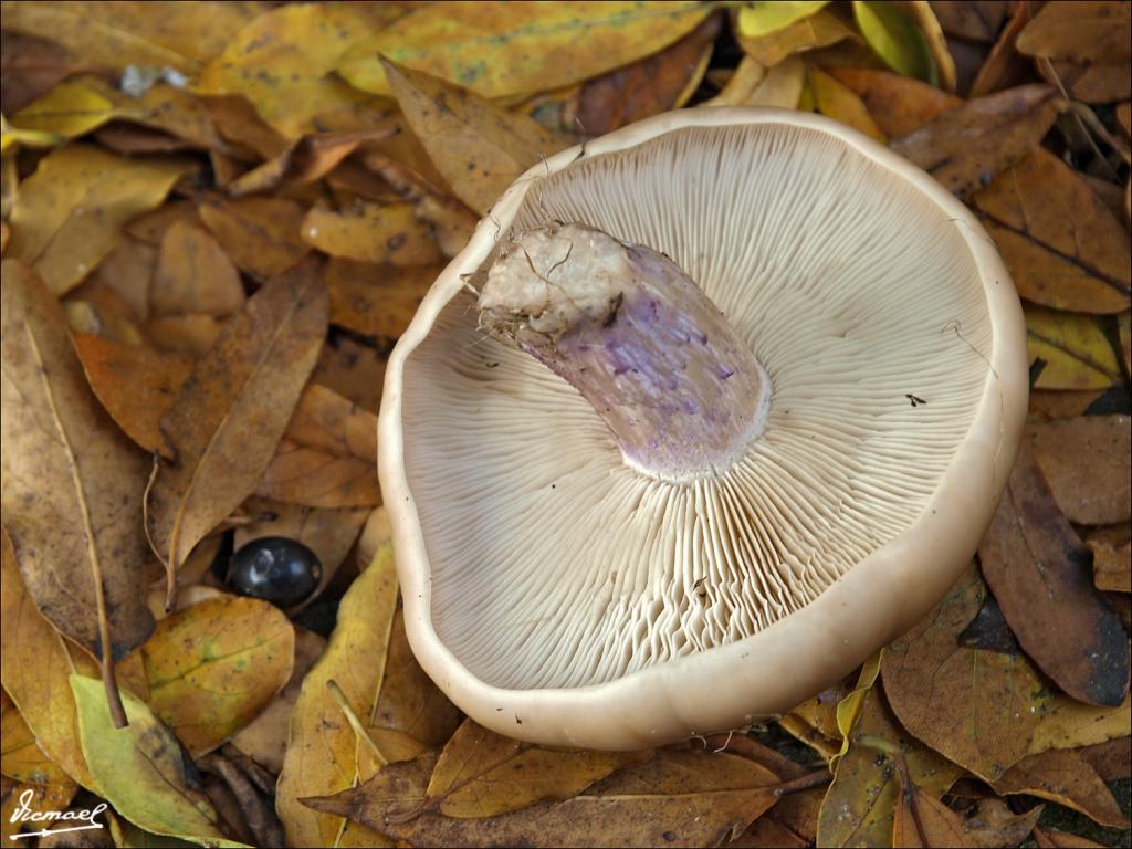 Foto de Alconchel de Ariza (Zaragoza), España