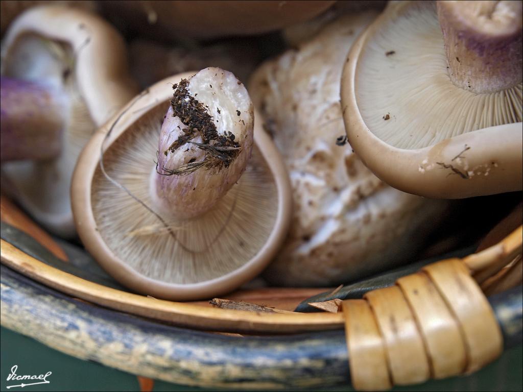 Foto de Alconchel de Ariza (Zaragoza), España