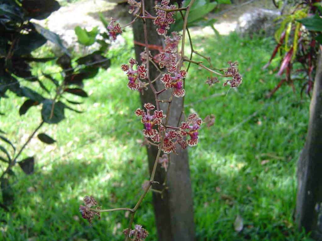 Foto de Bagares (Guanacaste), Costa Rica