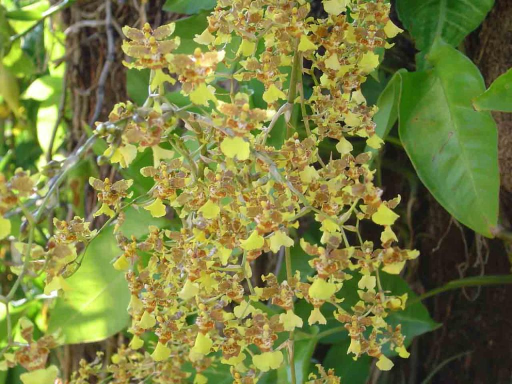 Foto de Bagares (Guanacaste), Costa Rica