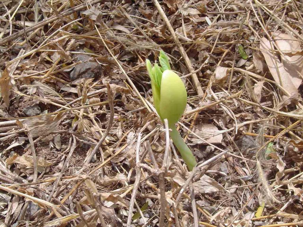 Foto de Miramar (Puntarenas), Costa Rica