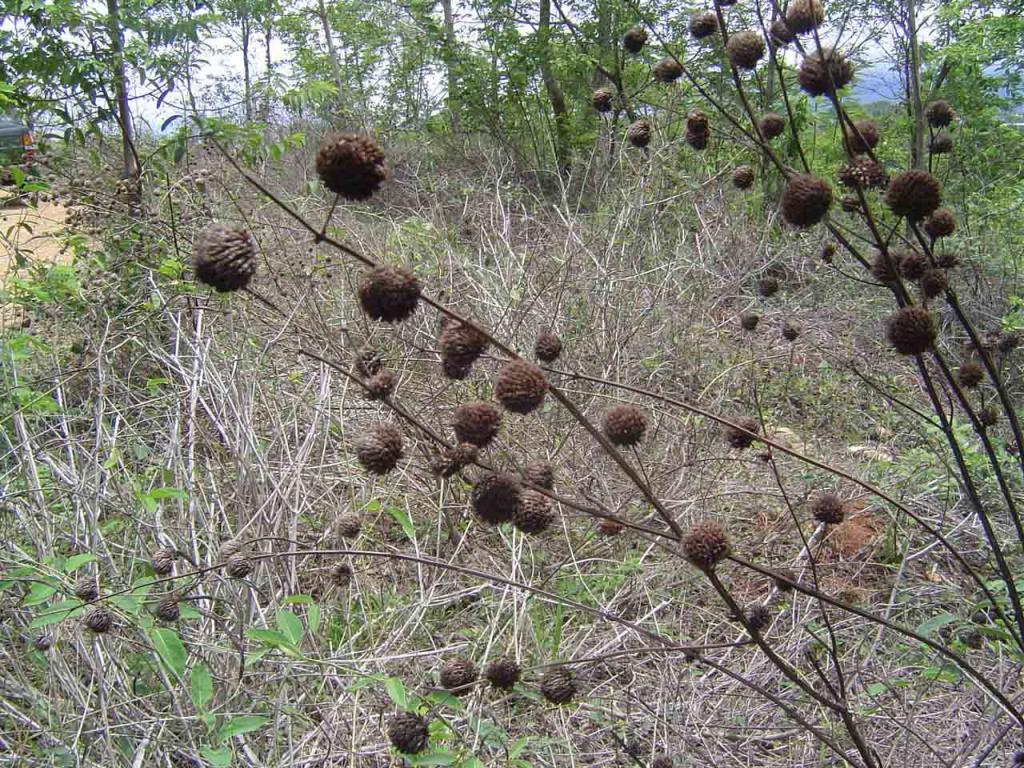Foto de Esparza (Puntarenas), Costa Rica