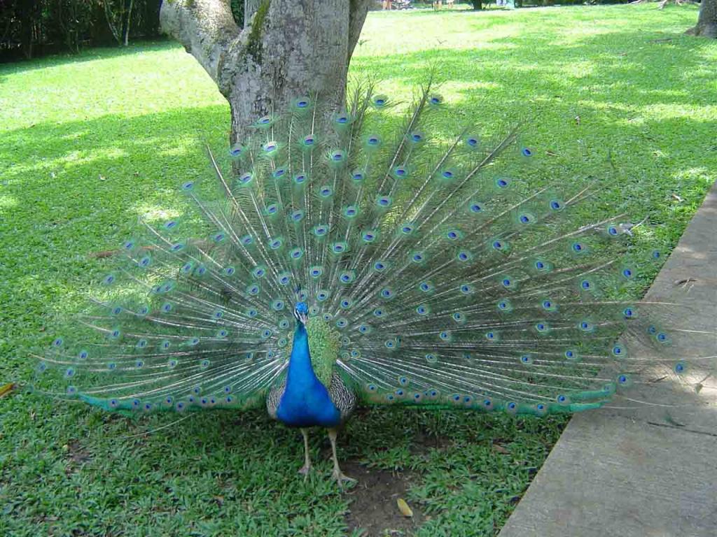 Foto de Alajuela, Costa Rica