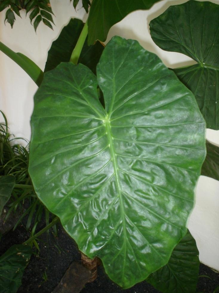 Foto de Lanzarote (Las Palmas), España