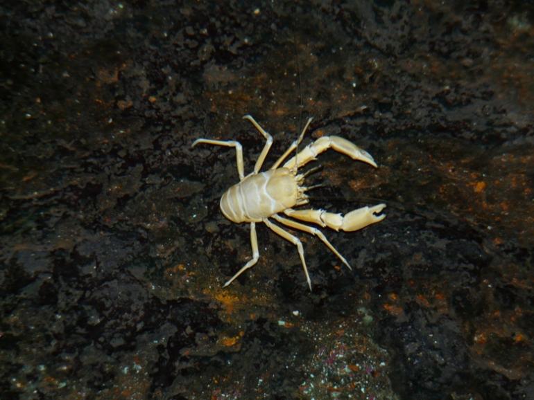 Foto de Lanzarote (Las Palmas), España