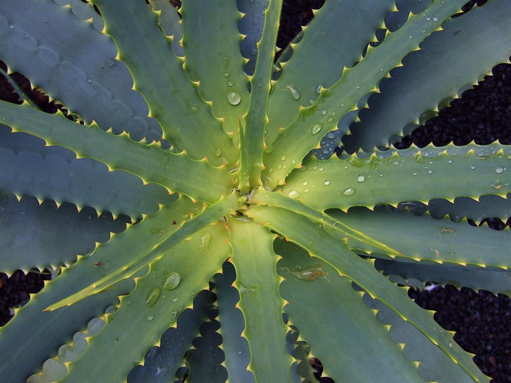 Foto de Lanzarote (Las Palmas), España