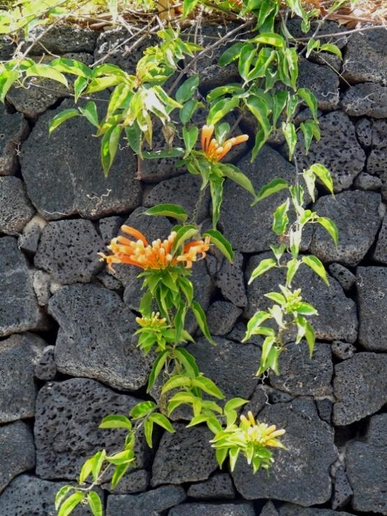 Foto de Lanzarote (Las Palmas), España