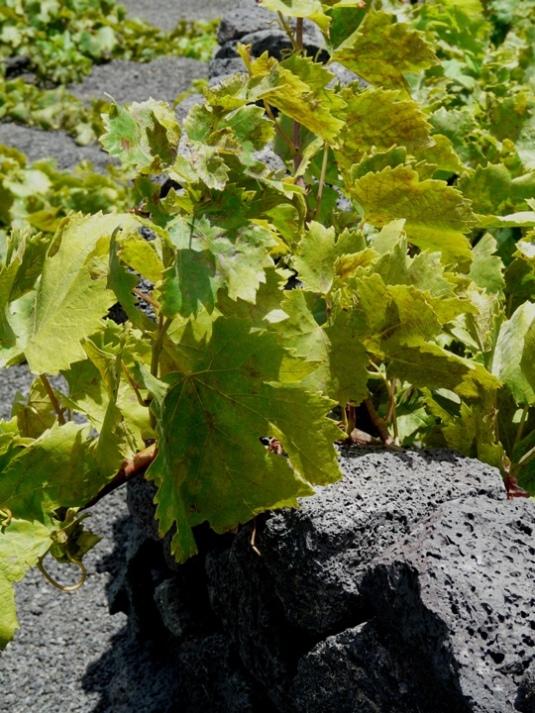 Foto de Lanzarote (Las Palmas), España