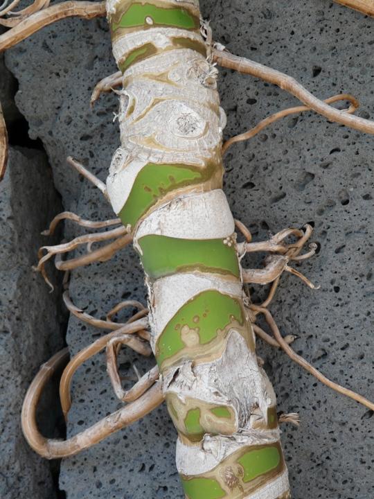 Foto de Lanzarote (Las Palmas), España