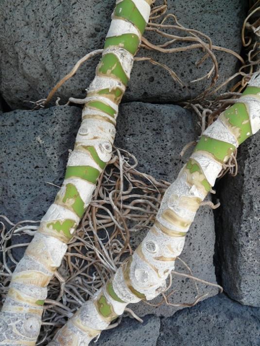 Foto de Lanzarote (Las Palmas), España