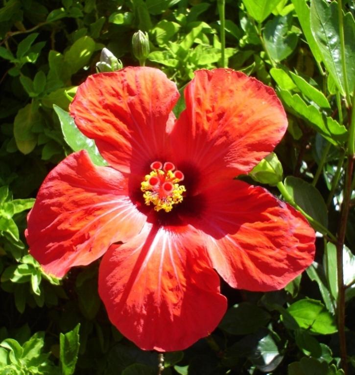 Foto de Lanzarote (Las Palmas), España