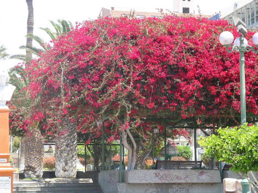 Foto de Arica, Chile