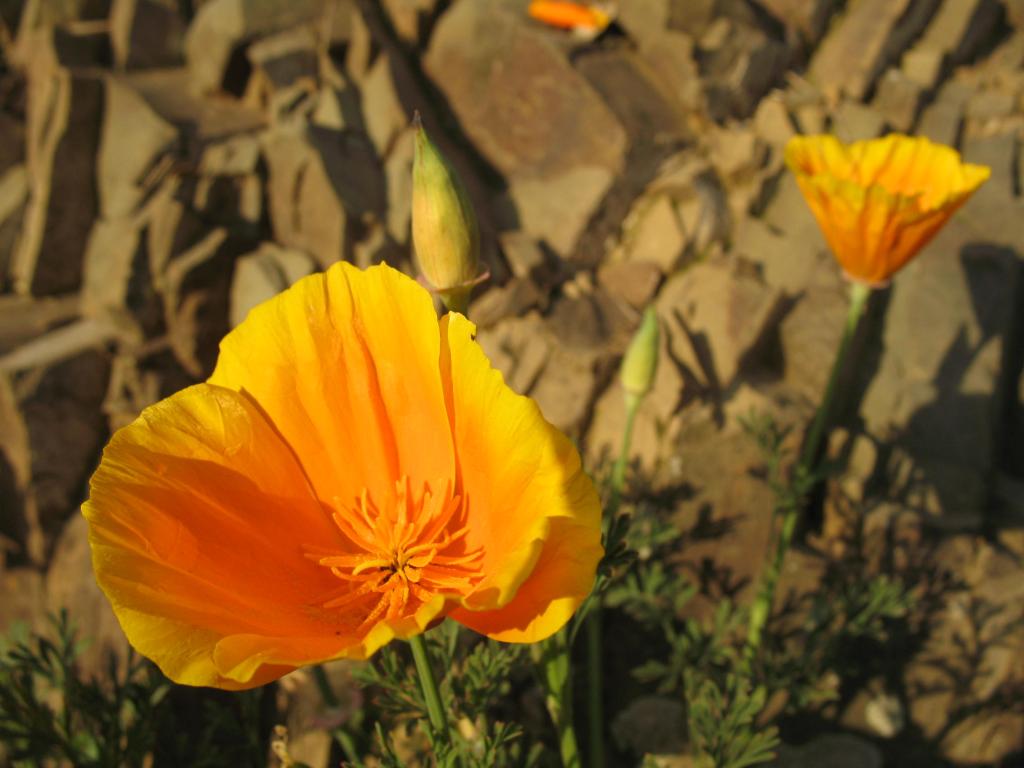 Foto de El Arrayán, Chile