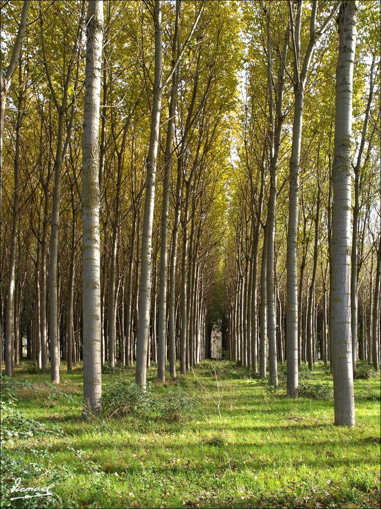Foto de Alagón (Zaragoza), España