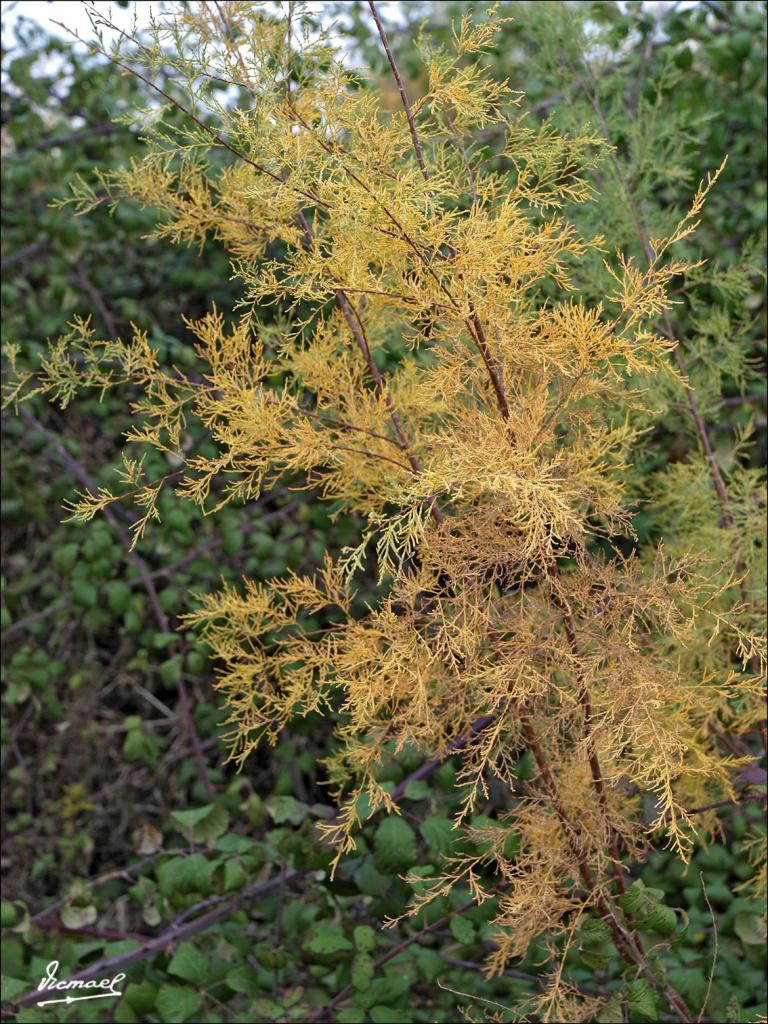 Foto de Alagón (Zaragoza), España
