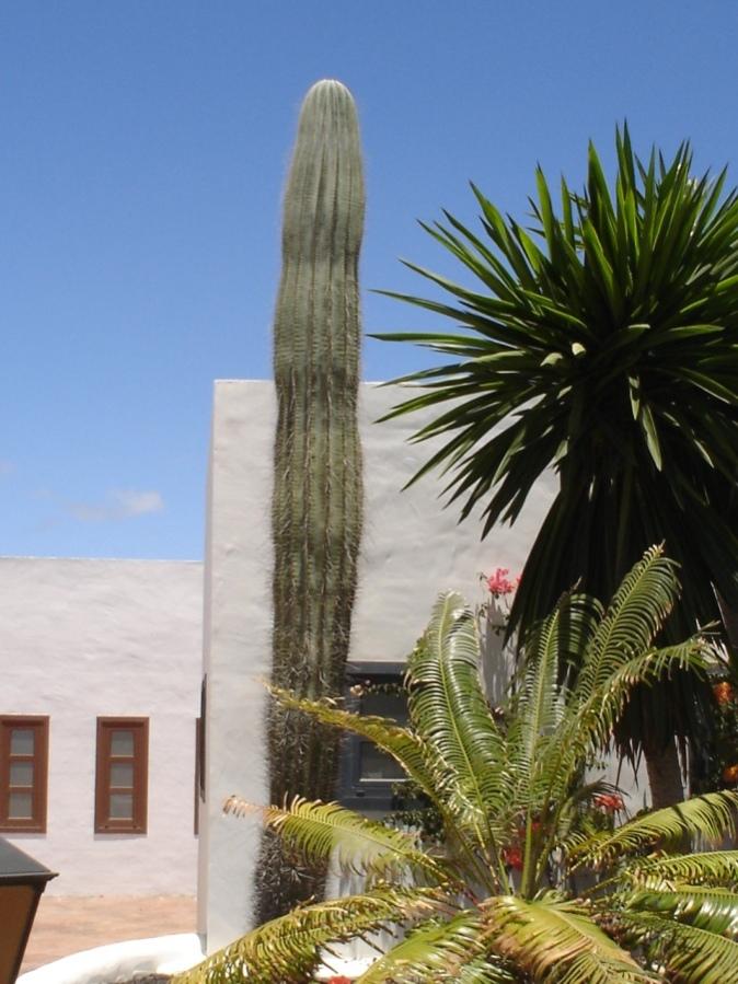 Foto de Lanzarote (Las Palmas), España