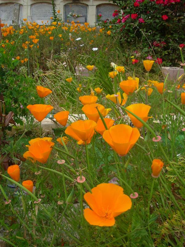 Foto de El Quisco, Chile