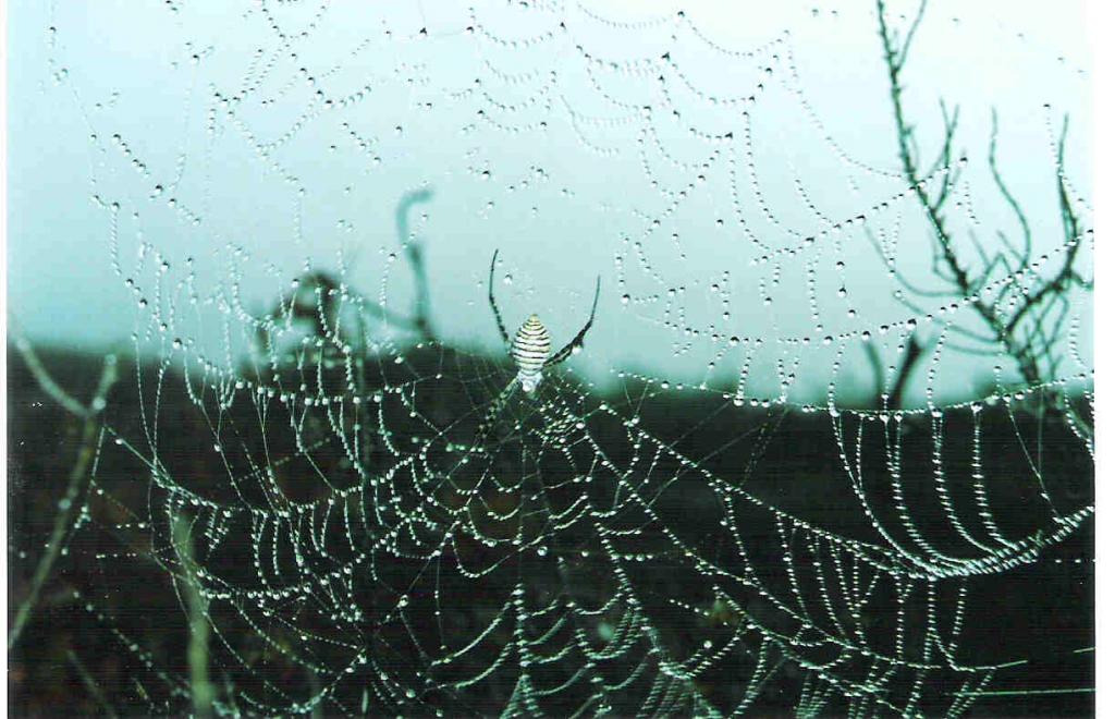 Foto de Cádiz (Andalucía), España