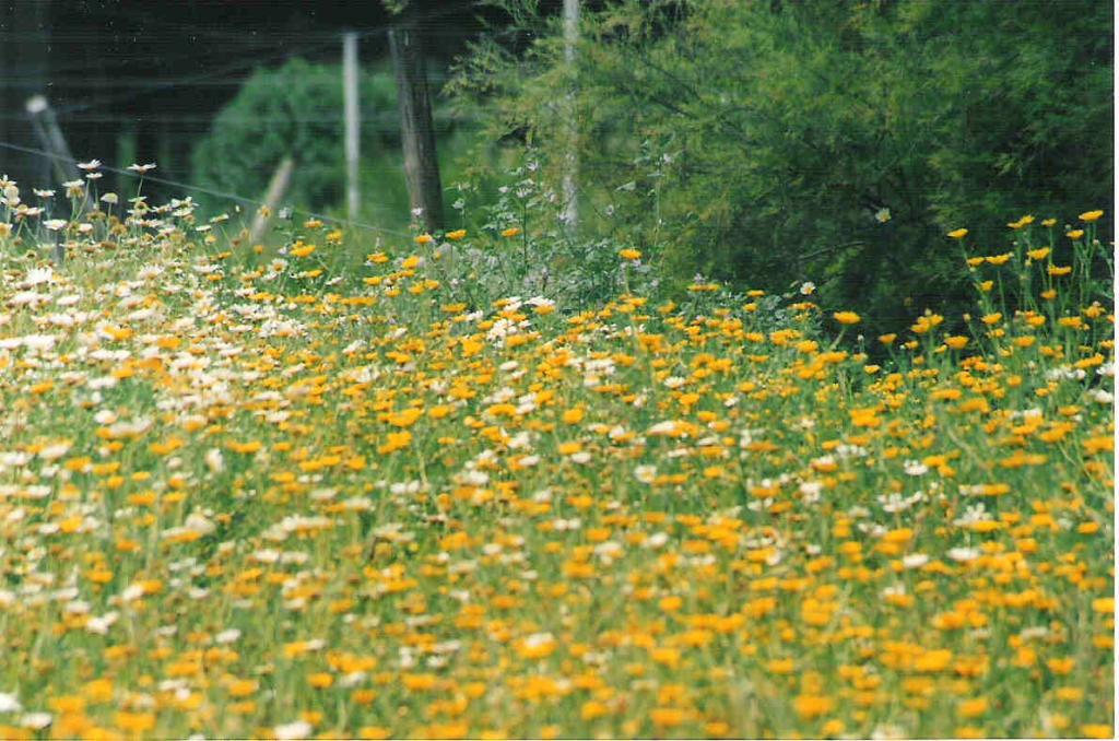 Foto de Chiclana (Cádiz), España