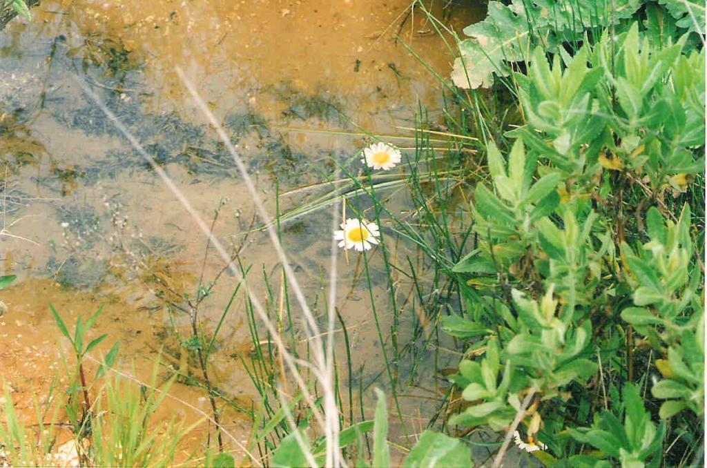 Foto de Chiclana (Cádiz), España