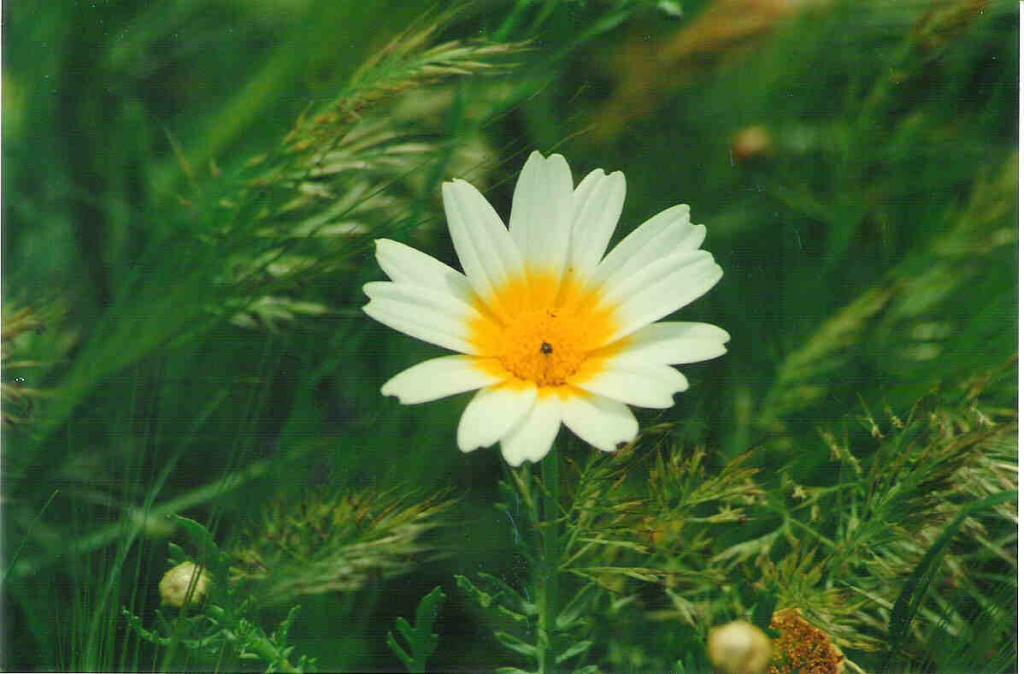 Foto de Chiclana (Cádiz), España