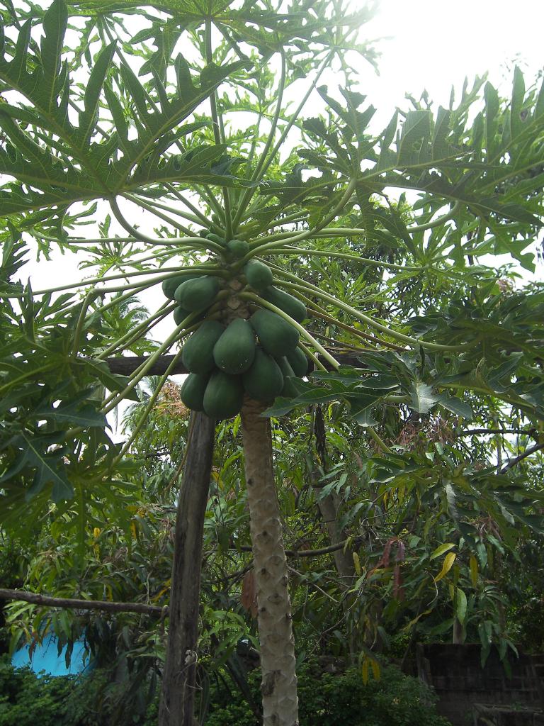 Foto de Tecomán (Colima), México