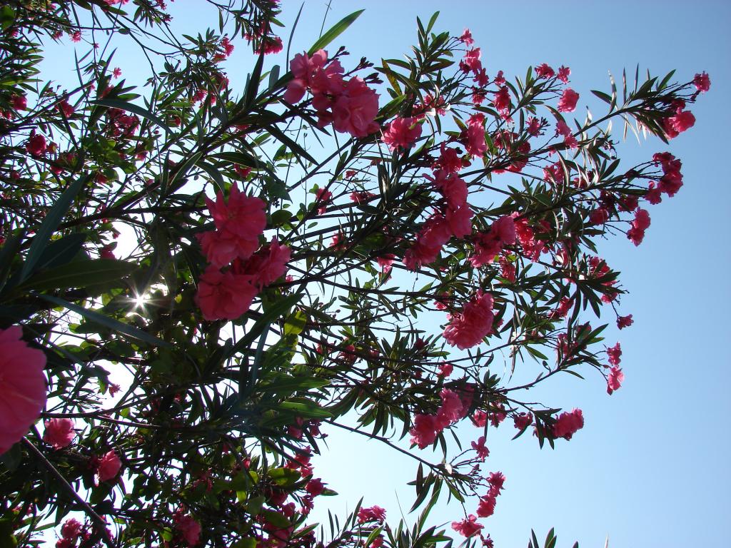 Foto de Amatepec, México