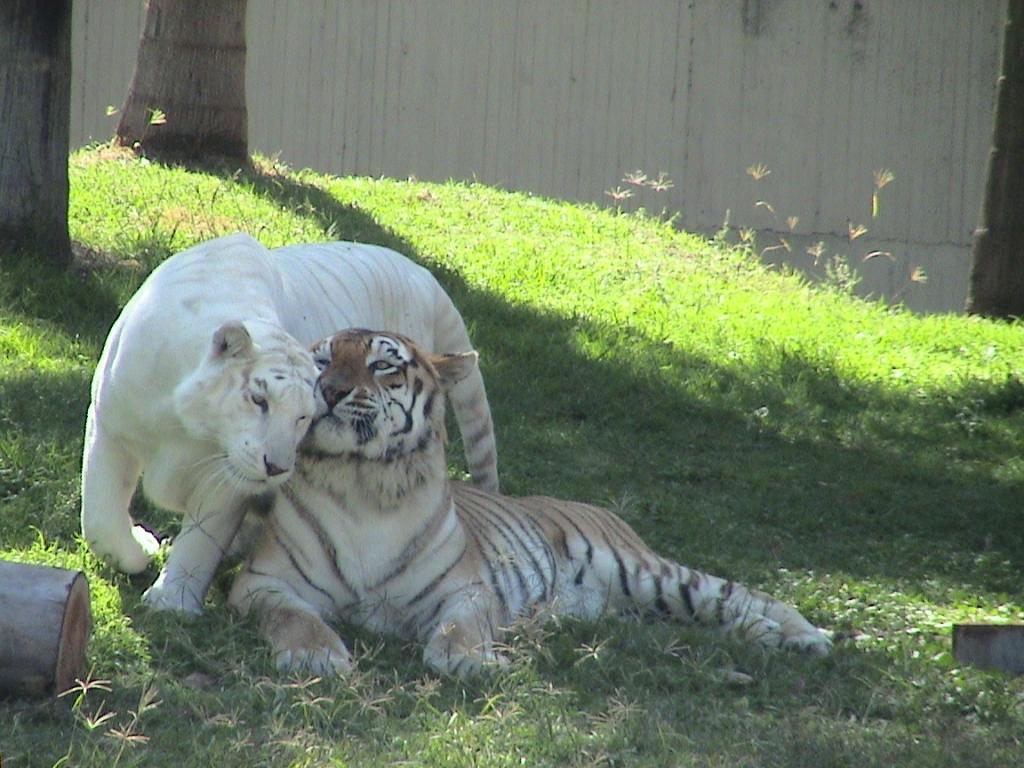 Foto de Guadalajara, México