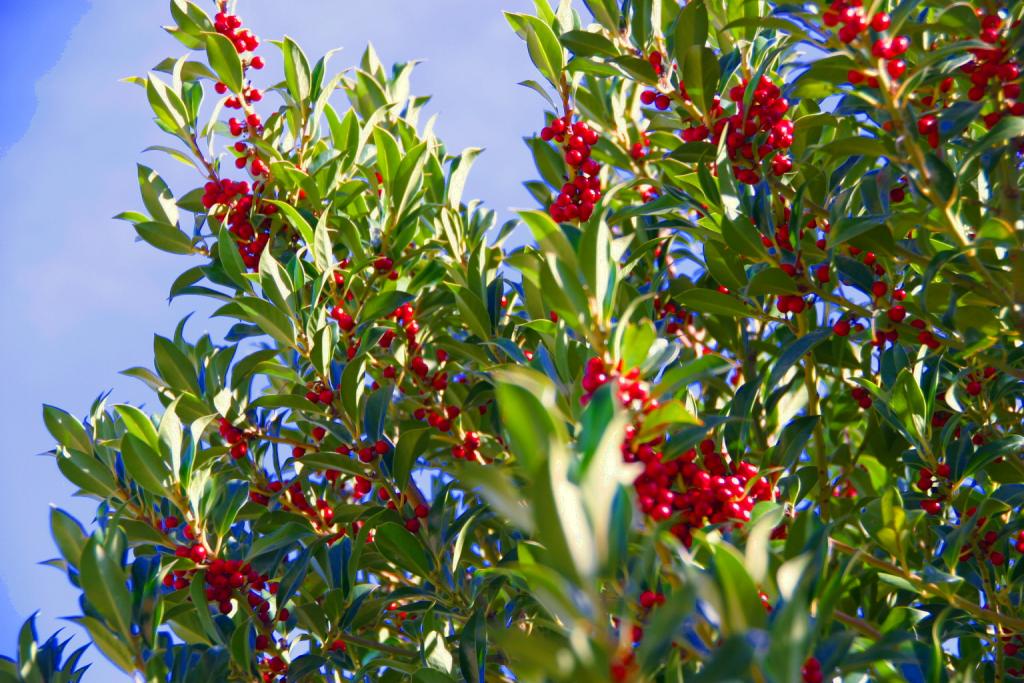 Foto de Villardeciervo (Zamora), España