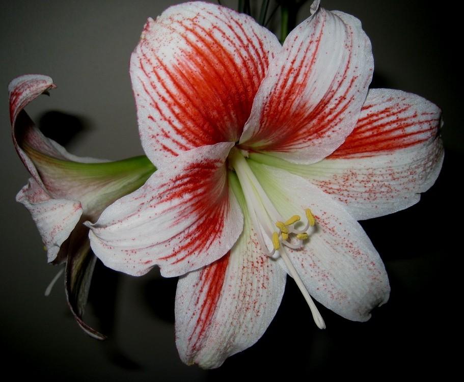 Foto de Lanzarote (Las Palmas), España