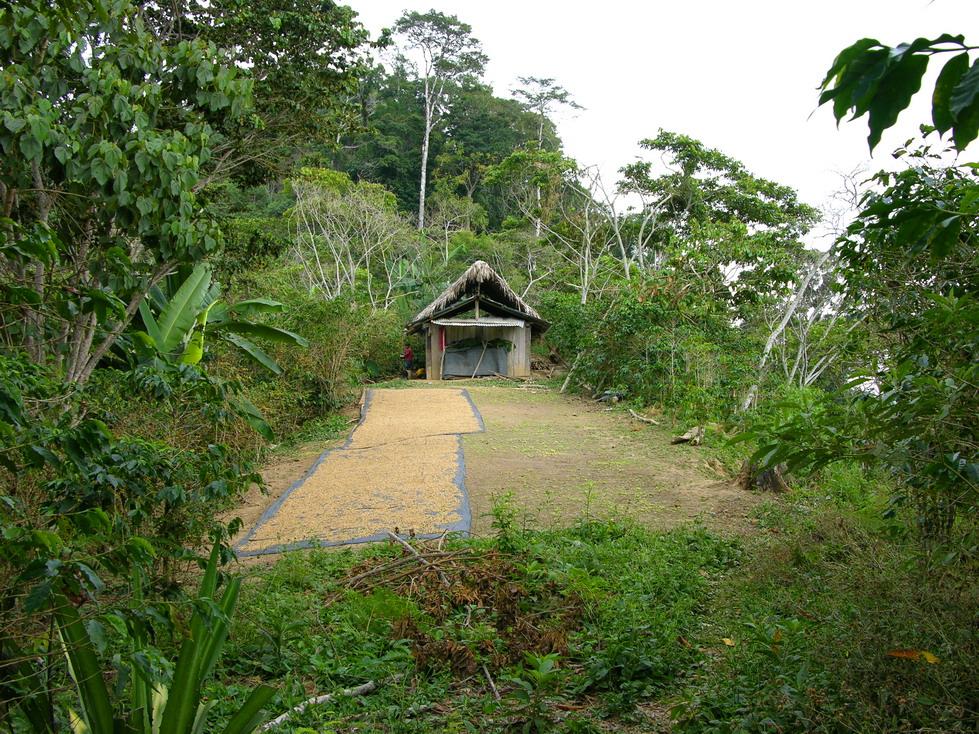 Foto de Pichanaki, Perú