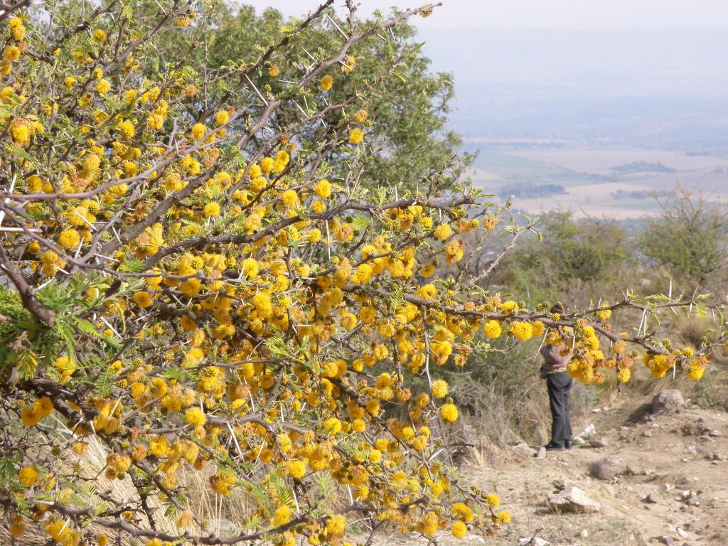Foto de Villa General Belgrano (Córdoba), Argentina