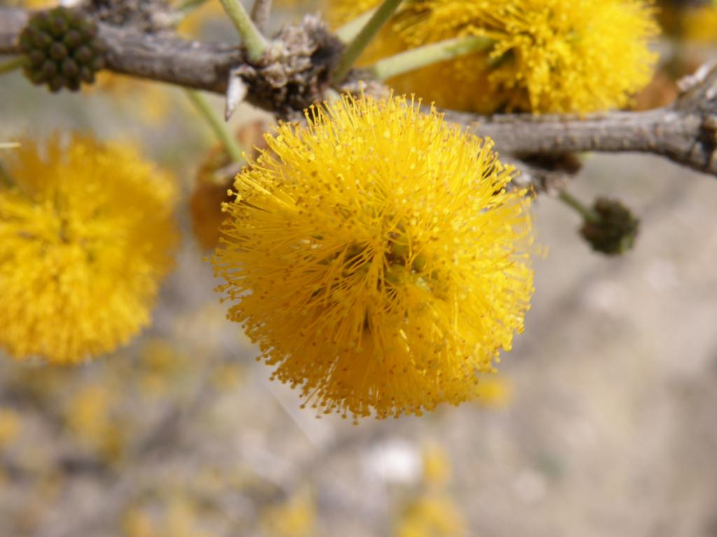 Foto de Villa General Belgrano (Córdoba), Argentina