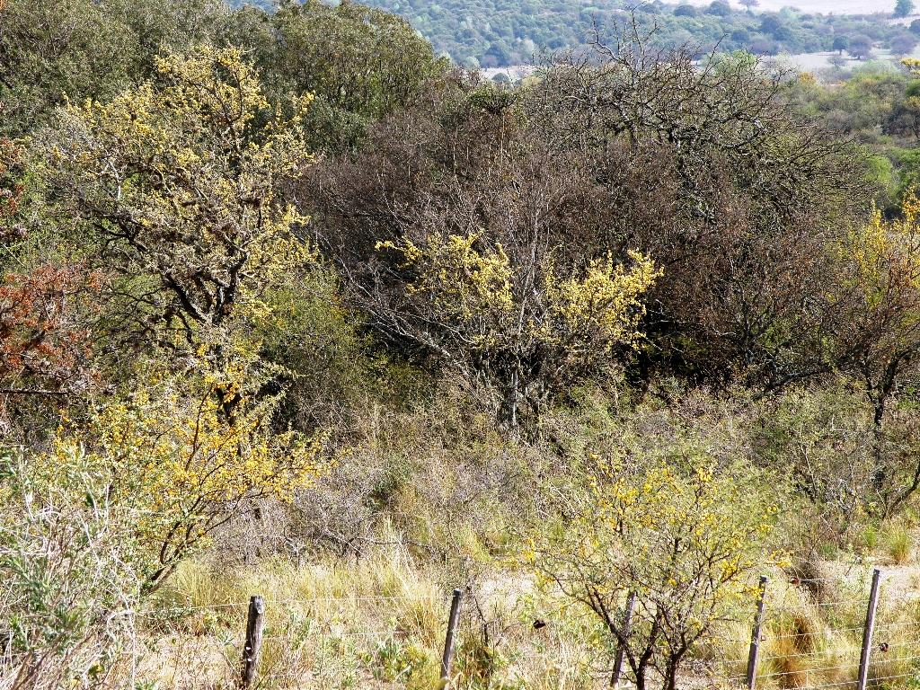 Foto de Villa General Belgrano (Córdoba), Argentina