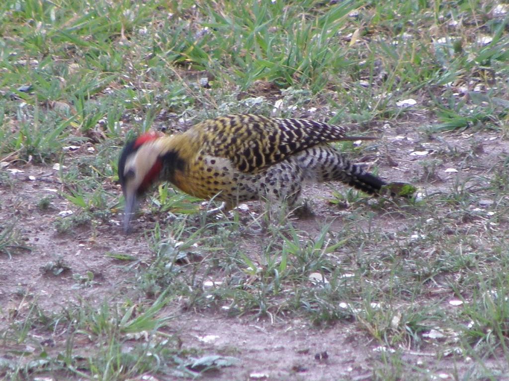 Foto de Villa General Belgrano (Córdoba), Argentina