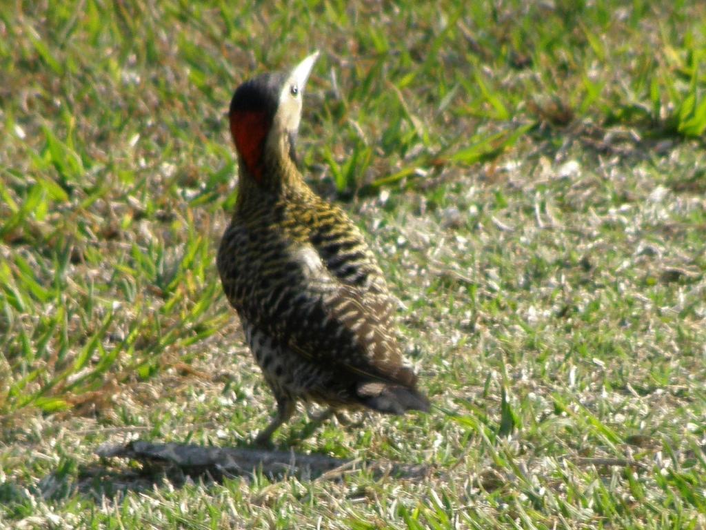 Foto de Villa General Belgrano (Córdoba), Argentina