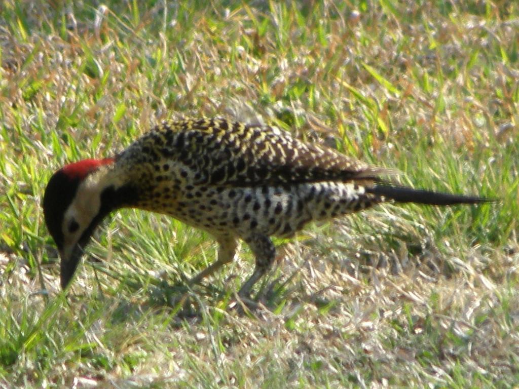 Foto de Villa General Belgrano (Córdoba), Argentina