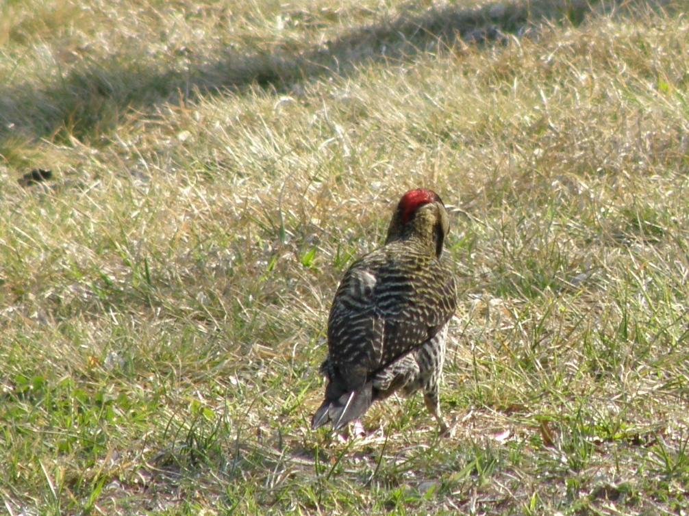 Foto de Villa General Belgrano (Córdoba), Argentina