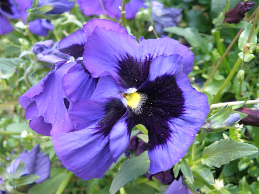 Foto de Villa General Belgrano (Córdoba), Argentina