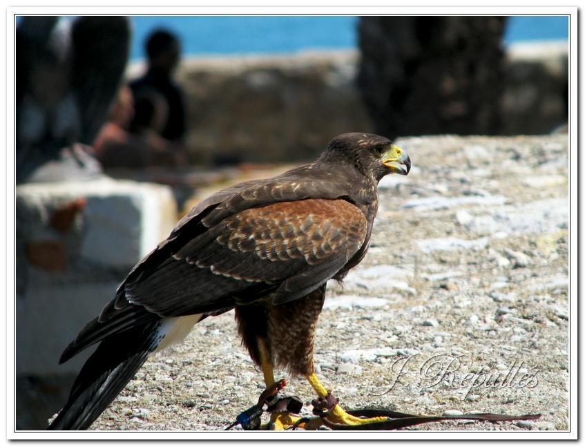 Foto de Peñíscola (Castelló), España