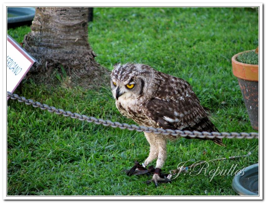 Foto de Peñíscola (Castelló), España
