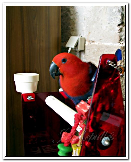 Foto de Peñíscola (Castelló), España