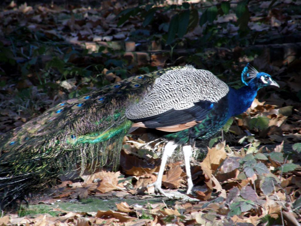 Foto de Aranjuez (Madrid), España
