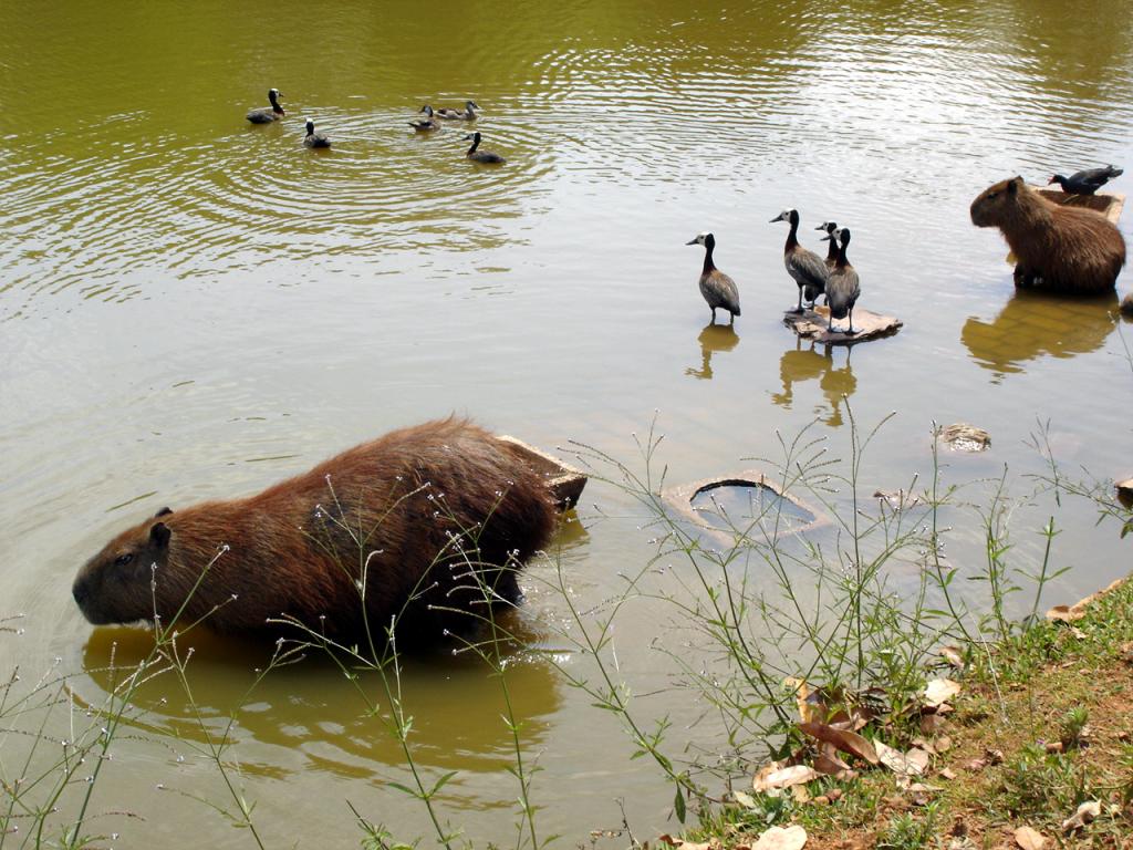 Foto de Brasilia, Brasil
