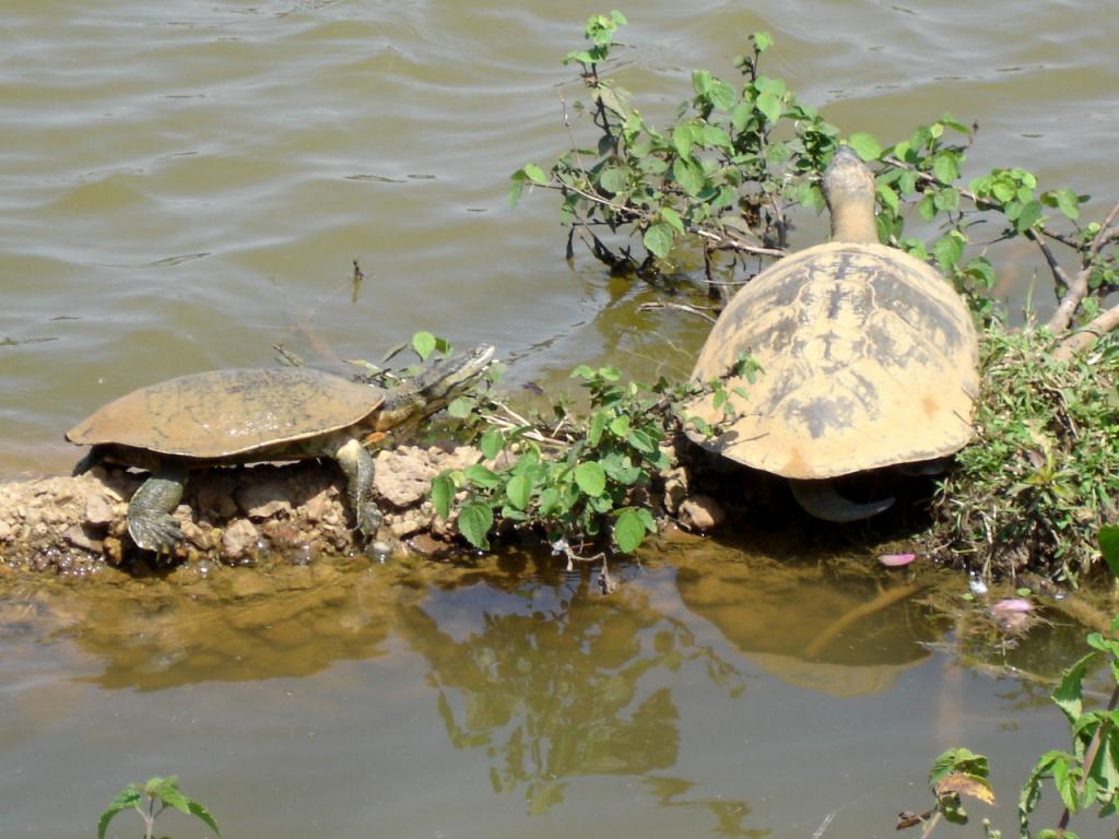 Foto de Brasilia, Brasil