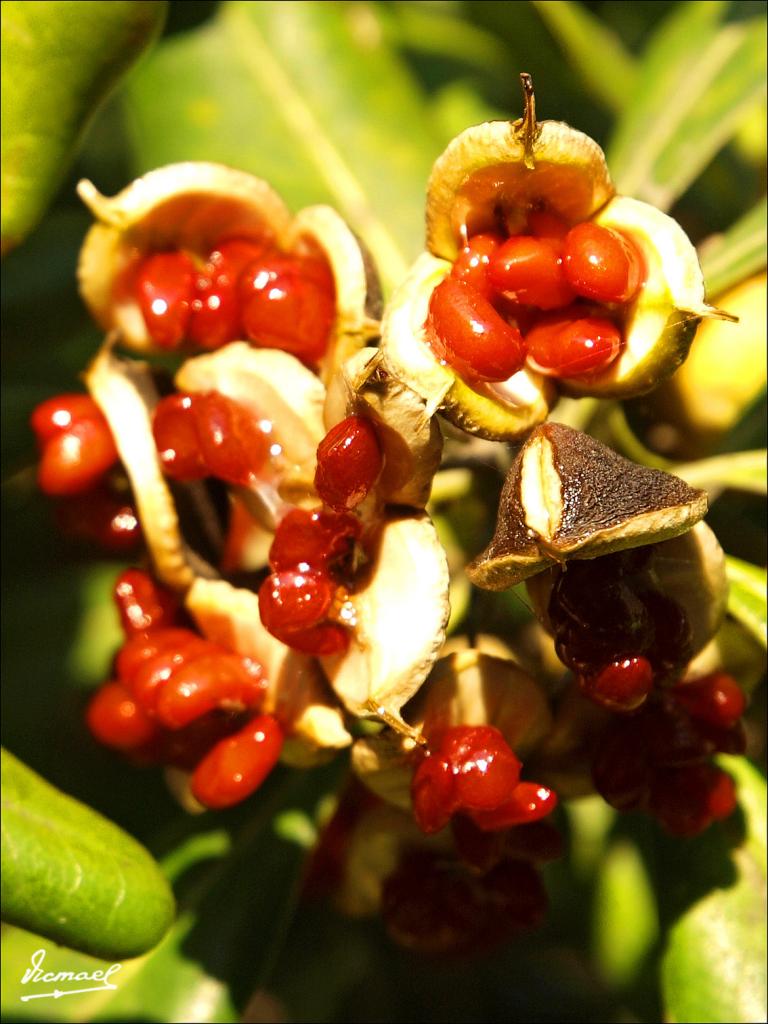 Foto de Roc de Sant Cayetá (Tarragona), España