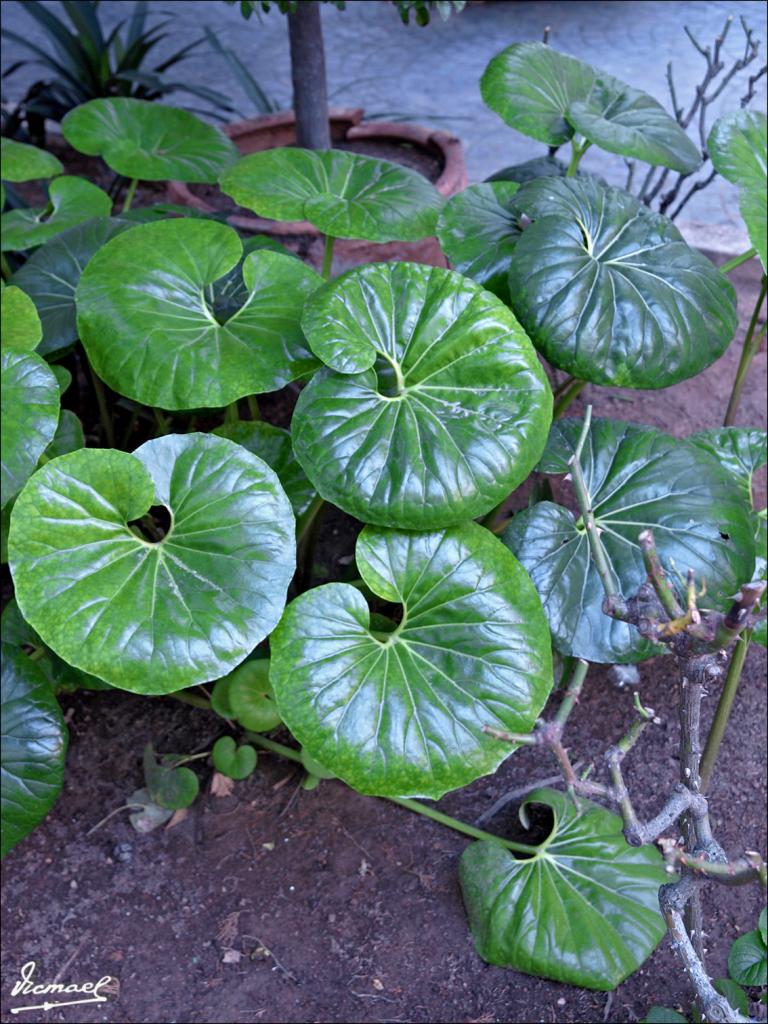 Foto de Roc de Sant Cayetá (Tarragona), España