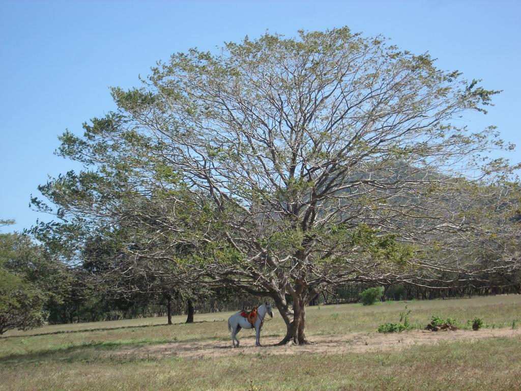 Foto de Guanacaste, Costa Rica